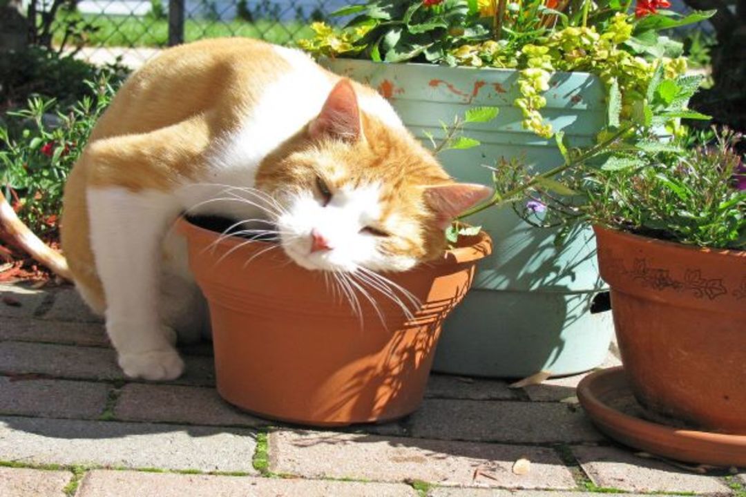 Does Catnip Really Make Cats ‘High’?