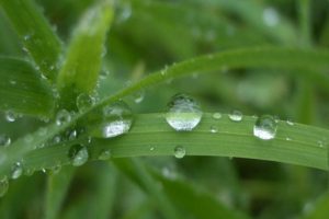 Plants Enter a Type of ‘Panic’ State When It Rains