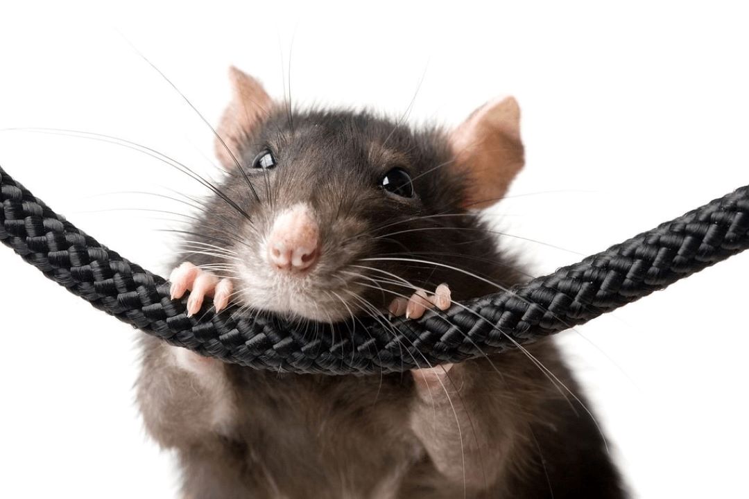 Scientists Trained Rats to Drive Cars