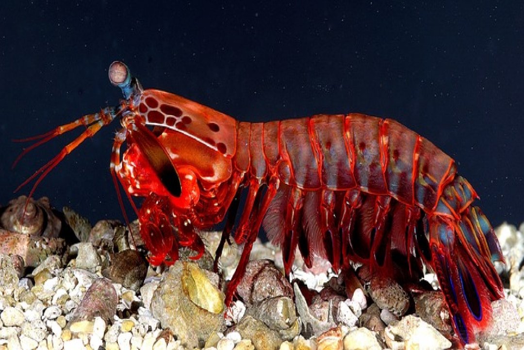 Mantis Shrimp Has The World’s Best Eyes