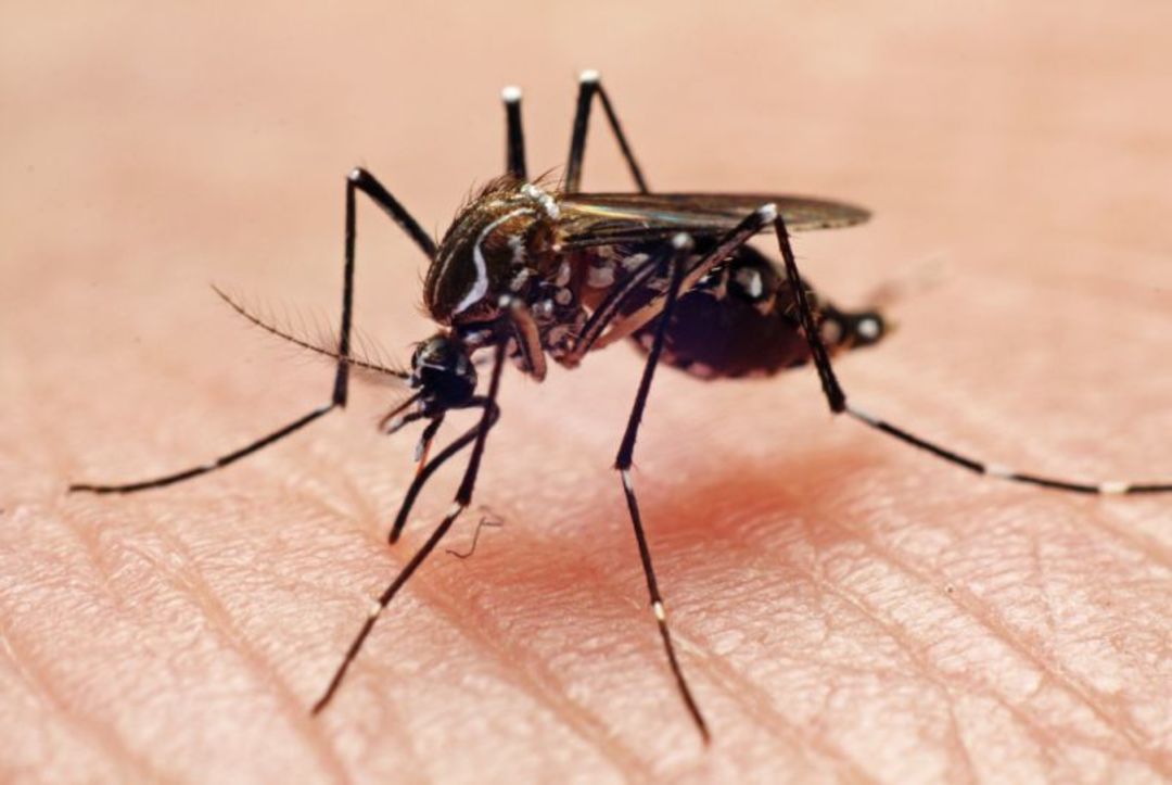 Mosquitoes Can Sense Toxins Through Their Legs