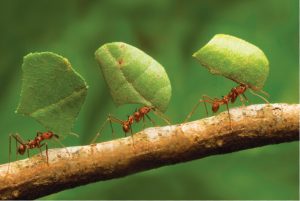 How Ants Walk Backward And Still Find Home?