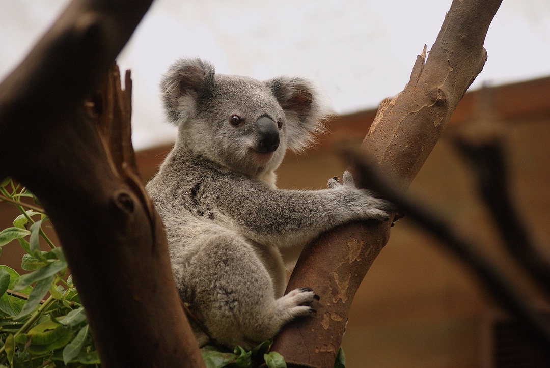 Koalas Climb Like Apes But Move On The Ground Like Marsupials