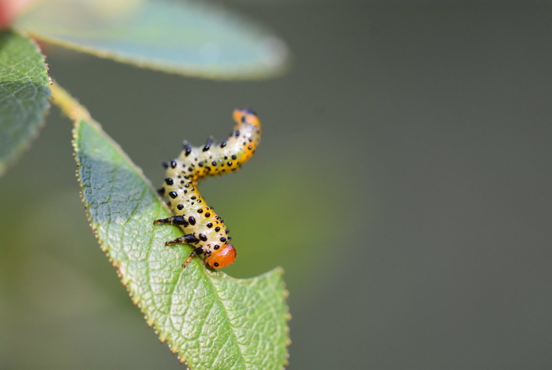 Caterpillar Loss In Tropics Linked To Extreme Climate Events