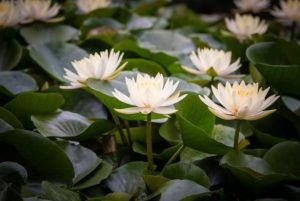 Genome Sequence Of Water Lily Reveals Early Evolution Of Flowering Plants