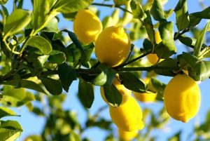 Comparing Citrus Varieties With A Combination Of Metabolomics And Microbiome