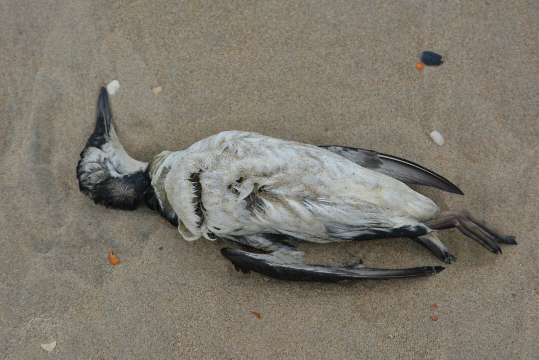 Giant Ocean Heatwave Killed Nearly A million Seabirds