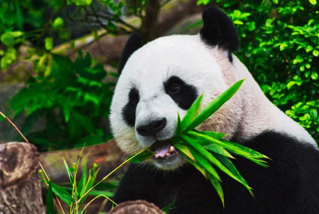 How Pandas Use Their Heads For Climbing?