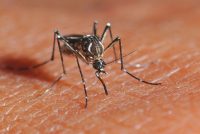 Releasing Artificially-Infected Mosquitoes Could Help To Reduce Global Dengue Cases