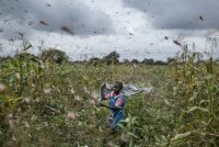 Worst Locust Plague In Decades Destroy Crops in East Africa