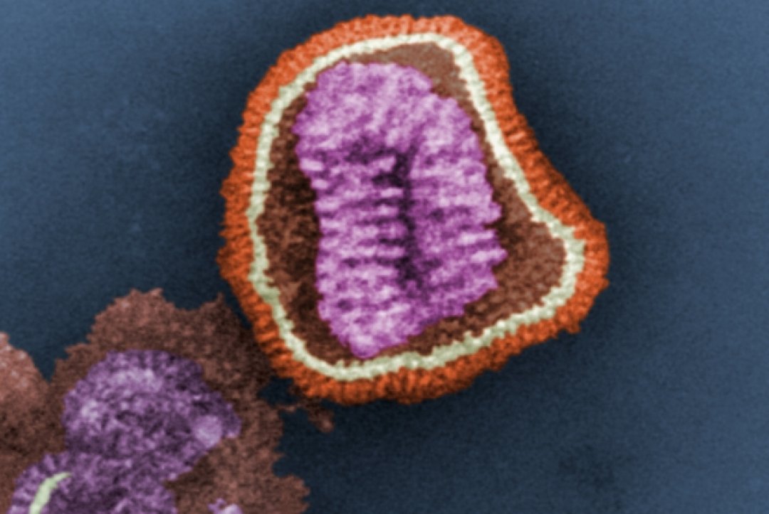 Chemists Have Uncovered The Structure Of An Influenza B Protein