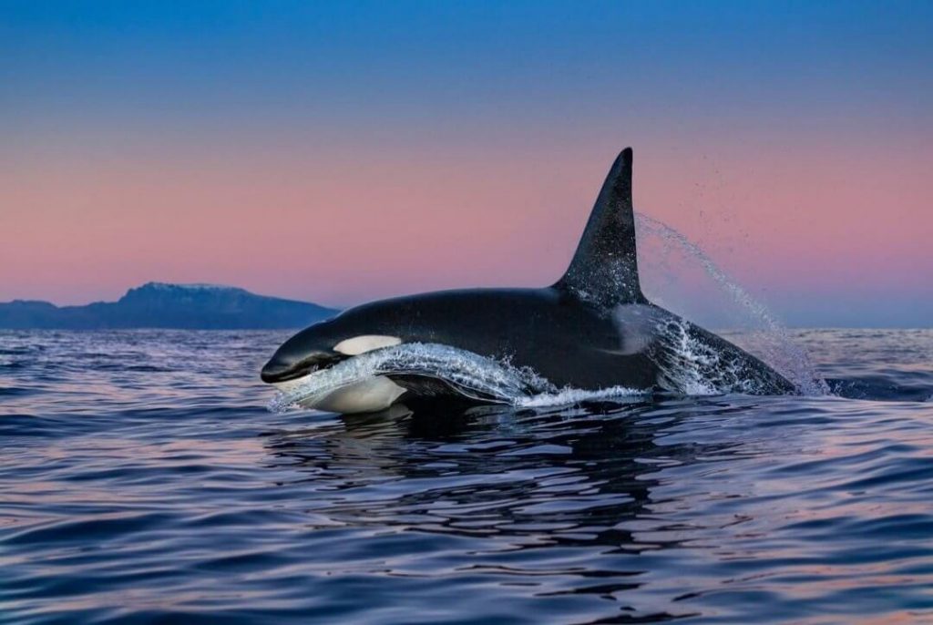 Antarctic Killer Whales May Be Migrating To Tropics To Shed Their Skin