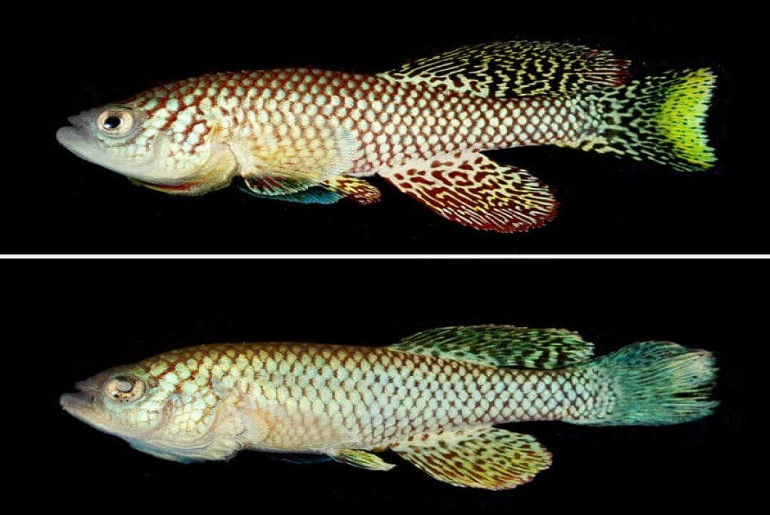 African Killifish May Hold Secret To Stopping Ageing In humans