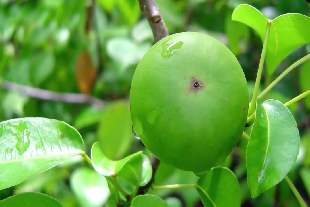 Meet The Deadliest Tree In The world