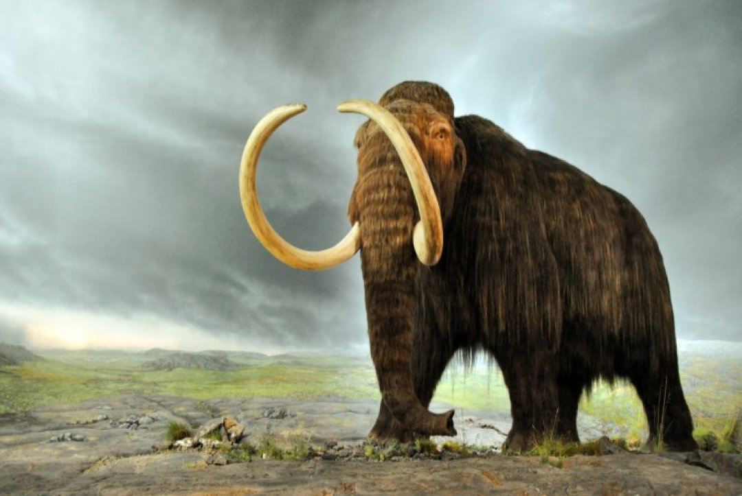 Mysterious Ice Age Structure Of Mammoth Bones Discovered In Russia