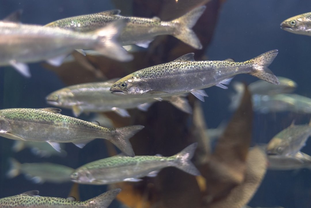 Salmon In Fish Farms Prefer To Be Monitored By Small Robot