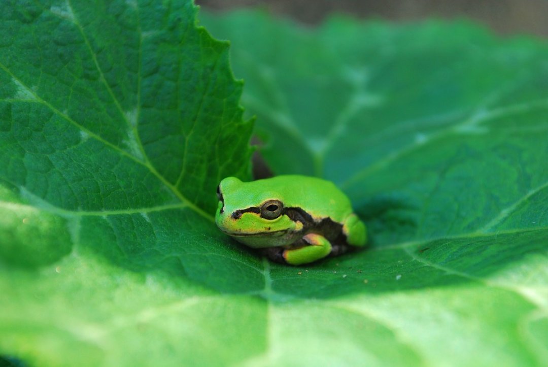 Why Do Some Frogs Evolve Extreme Heads?