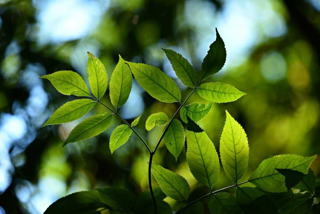 Best Environmental Science Quiz For Environment Experts