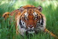 Tiger Tested Positive For Coronavirus At New York Zoo