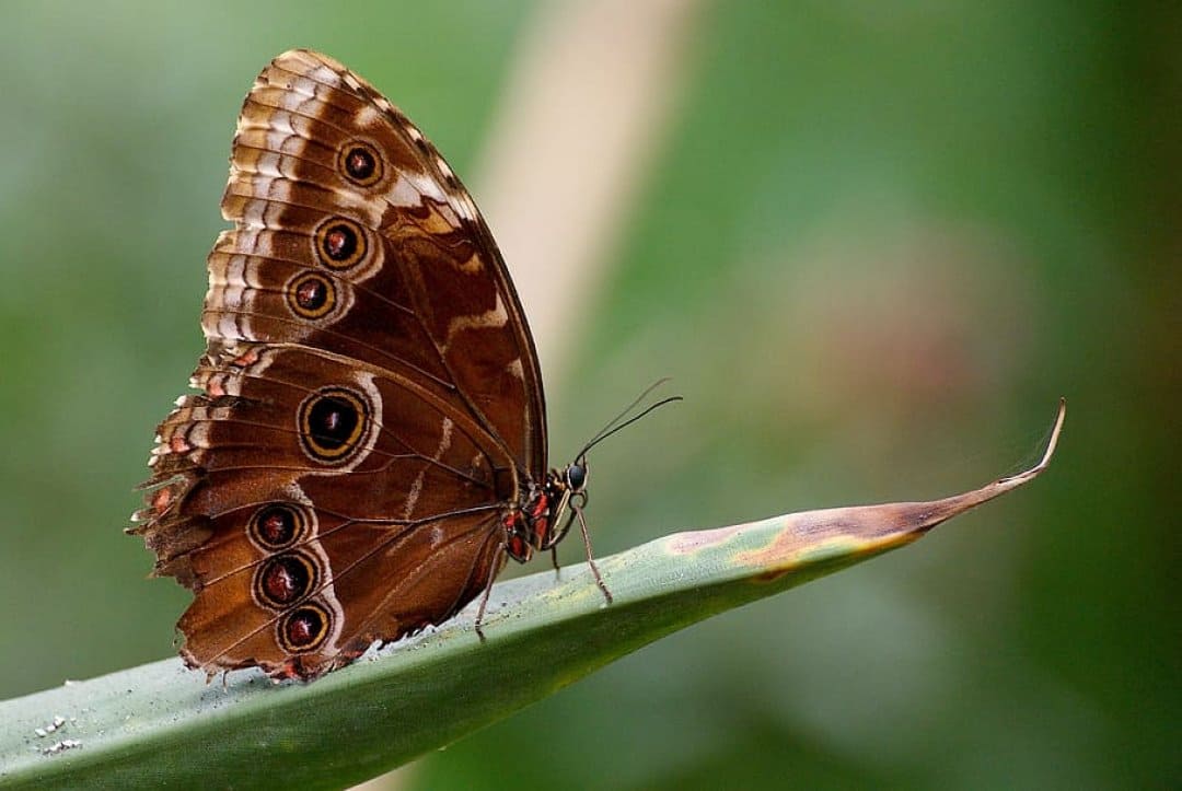 How Butterfly Wing Color Is Created And Evolved?