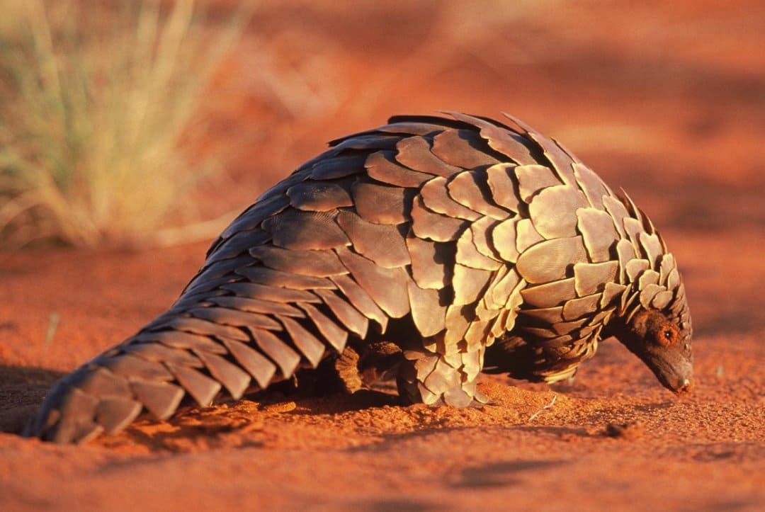 Study Suggests Pangolins May Have Transmitted Coronavirus From Bats to Humans