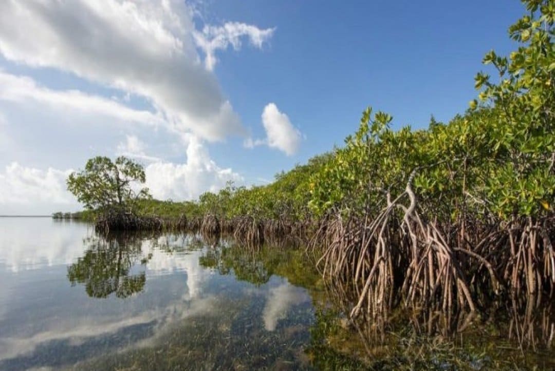 Study Shows Natural Ecosystems Defend Against Climate Change