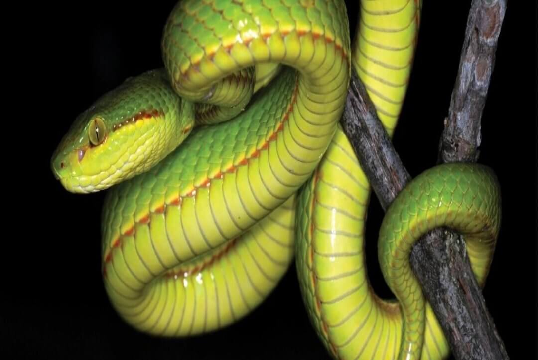 Scientists Name New Species Of Green Pit Viper After Harry Potter’s Salazar Slytherin