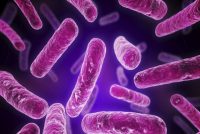 Bacterial Biofilms Found To Have Working Memory
