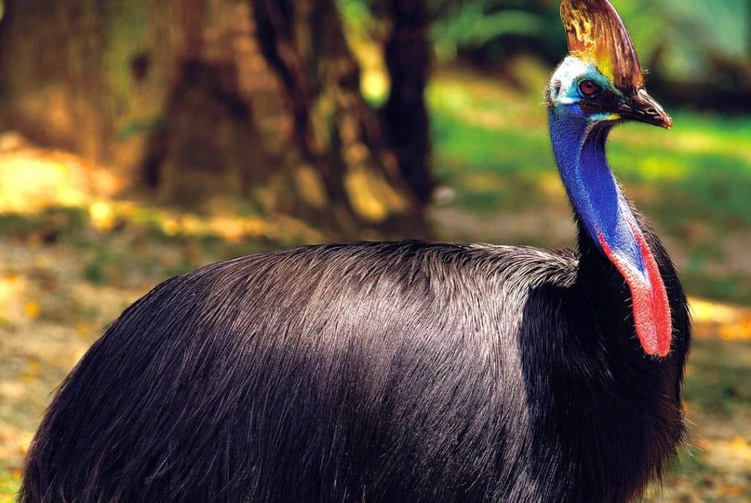 Study Revealed Why Cassowaries Shine In An Interesting Way