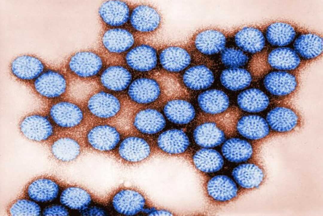 Mutant Rotavirus Unveils Early Steps of Viral Assembly