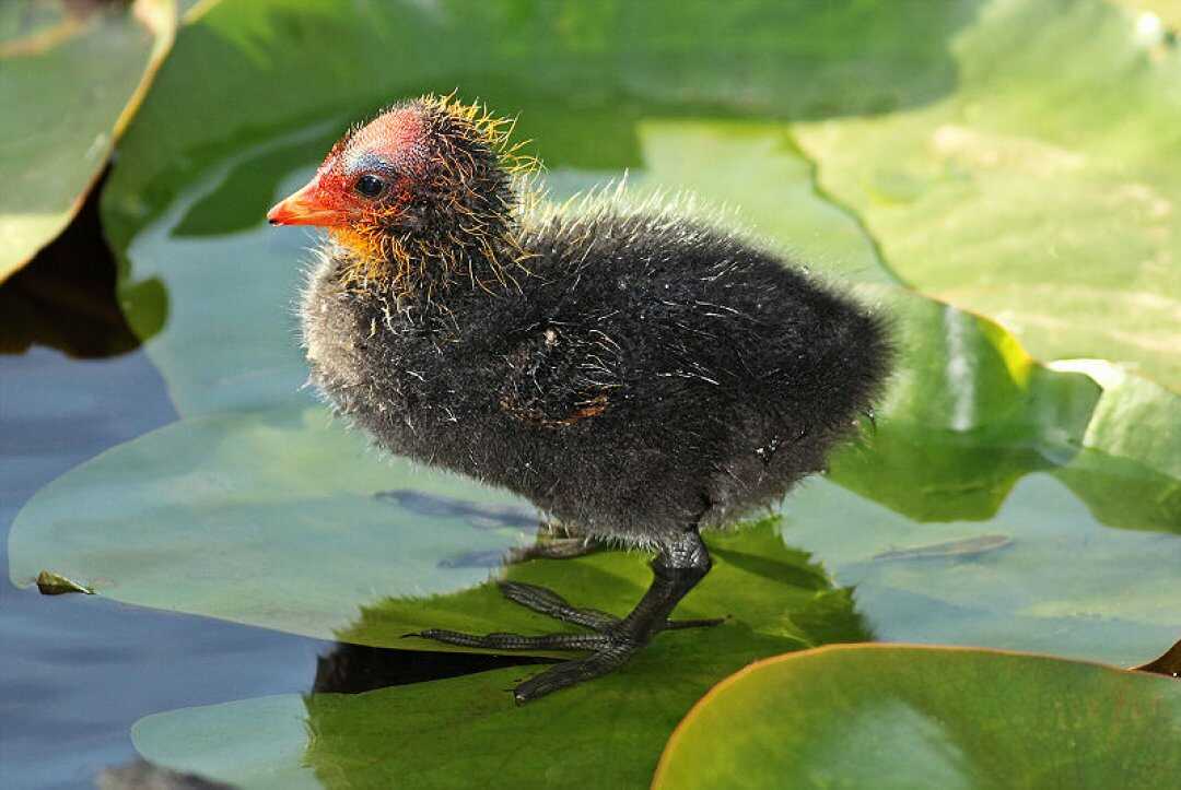 The Survival Benefit Of Being A Fancy Baby Coot