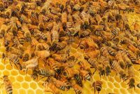 Dance’ Study Hopes To Conserve Booty-shaking Honeybees