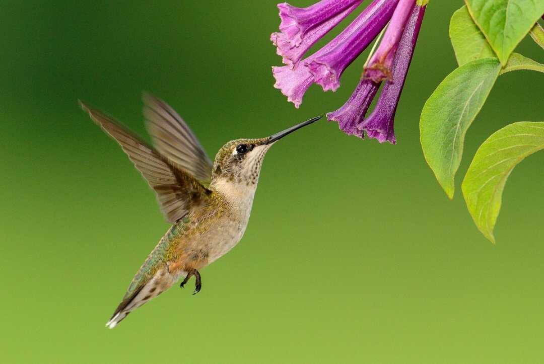 Hummingbirds Can Detect Colours We Can’t Even Imagine