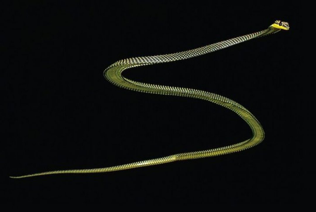 Researchers Use 3D Modeling To Decode The Bizarre ‘Flight’ of Tree Snakes