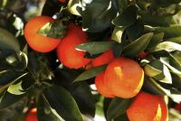 Research Compares Varieties of Citrus With Metabolomic And Microbiome Combinations