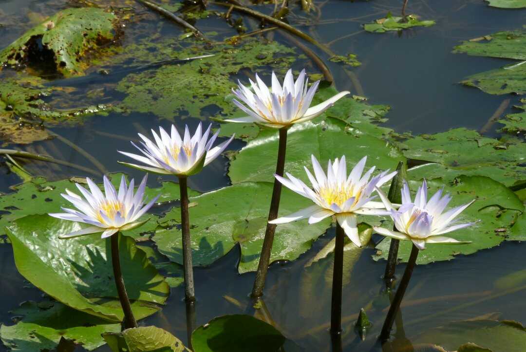 Water Lily Genome Sheds Light on The Early Evolution of Flowering Plants