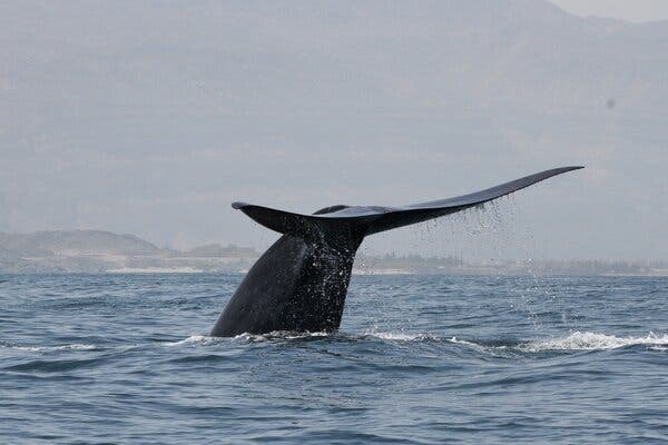 New Population of Blue Whales found in the Indian Ocean