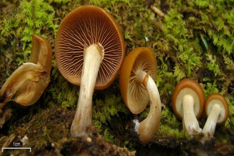 10 Of The Most Poisonous Mushrooms In The World 2921