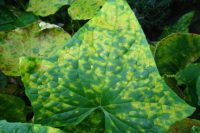 Top 10 most commonly seen plant diseases