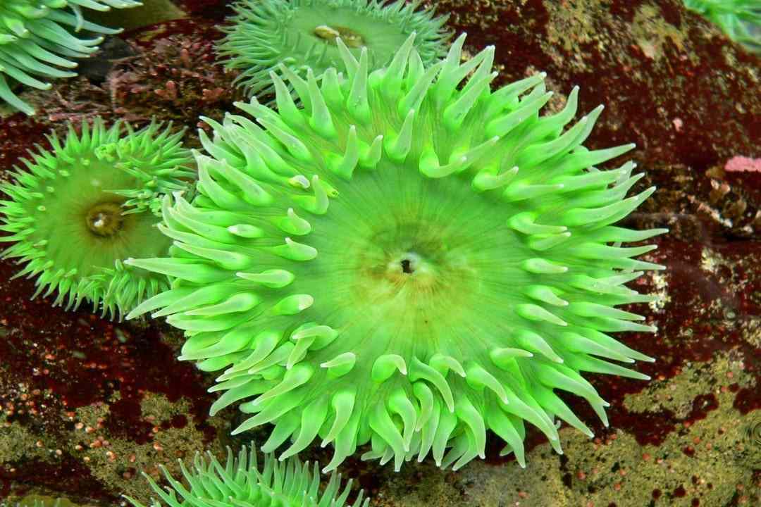 10 Weirdest Underwater Plants Ever Discovered Steamdaily