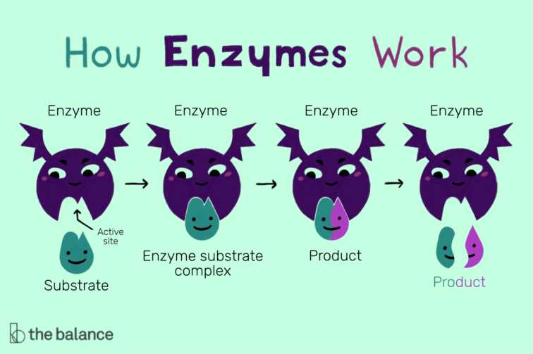 Ten Uses Of Enzymes In Medicine And Healthcare Steamdaily