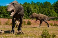 Tyrannosaurus might have hunted in packs and dominated Earth