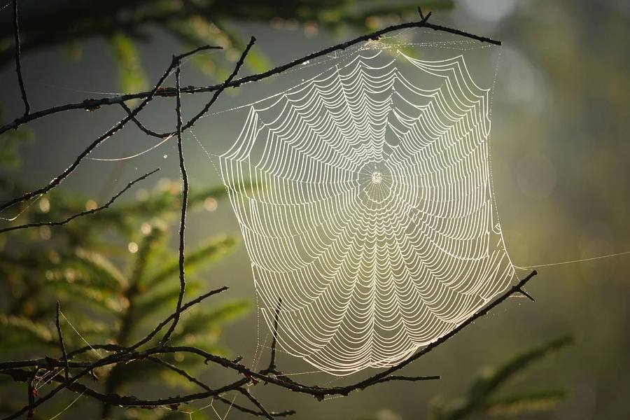 MIT scientists turn spider web structure into music