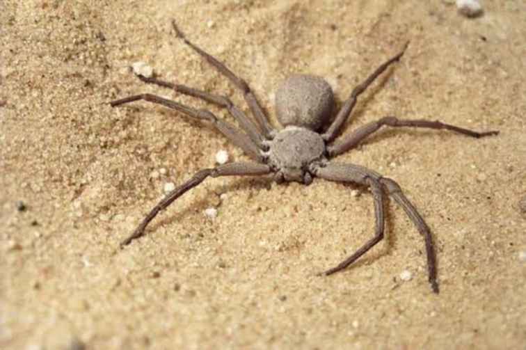 Top 10 most poisonous spiders
