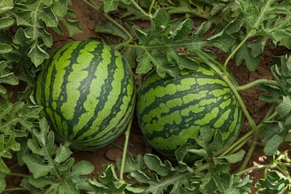 Origin of watermelons is Northeast Africa- fruit’s history peek.