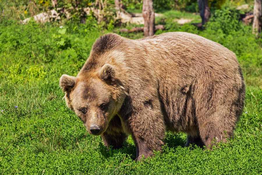 New facial recognition system can keep humans safe from bears
