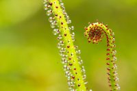 Top Ten Carnivorous Plants You Might Didn’t Know About