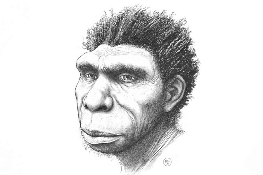 New species of human ancestor named Homo bodoensis